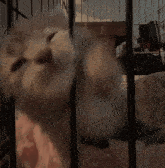 a close up of a cat in a cage with a sign on the wall that says ' a ' on it