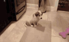 Wasted Dog GIF - Wasted Dog Missed GIFs