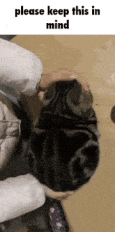 a person petting a cat with the words please keep this in mind on the bottom