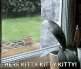 a squirrel is looking out a window with the words here kitty kitty kitty