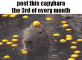 a capybara with a lemon on its head is in a bathtub surrounded by lemons