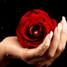 Red Rose GIF - Red Rose In GIFs