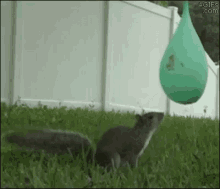 Squirrel Balloon GIF - Squirrel Balloon GIFs