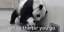 two panda bears are playing with each other with the words off to the jar you go below them