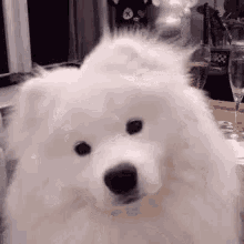 What You Talking About Cute Idk GIF - What You Talking About Cute Idk Cute Dog GIFs