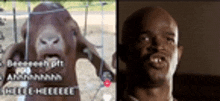 a picture of a goat next to a picture of a bald man .