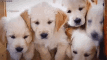 Puppies Curious GIF - Puppies Curious Cute GIFs