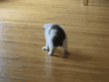 You Surprised Me! GIF - Cats Kittens Fall GIFs