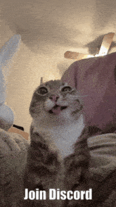 a cat with its tongue out and the words join discord below