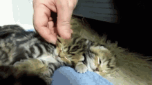 Sleepy Kittens GIF - Cat Kitten Pet GIFs