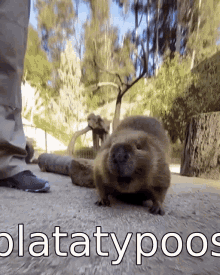 Platatypoos Platypus GIF - Platatypoos Platypus Beaver GIFs