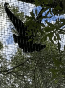 Swinging Hang In There GIF - Swinging Swing Hang In There GIFs