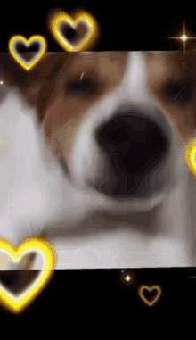Bubbleserotica Ace GIF - Bubbleserotica Ace Dog GIFs