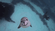 Life Goal: Be As Happy As This Seal Looks GIF