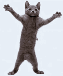 Cat Happy Dance GIF - Cat Happy Dance Dancing GIFs