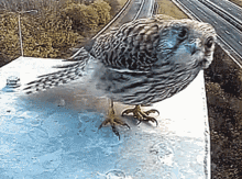 Falcon GIF - Falcon GIFs