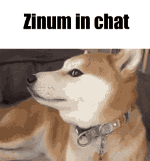 Zinum Zinum In Chat GIF - Zinum Zinum In Chat Funny Dog GIFs