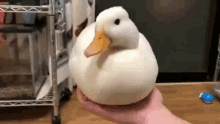 Duck Vanish GIF