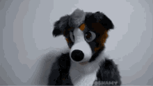 floppy ears dog aussie australian shepherd furry meme