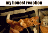 My Honest Reaction Cat Bite GIF - My Honest Reaction Cat Bite GIFs