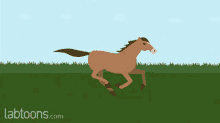 Animal Horse GIF - Animal Horse Run GIFs