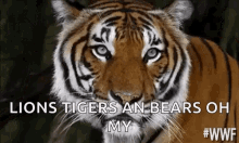 Lions Tigers Bears Oh My Wwf GIF