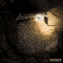 staatsloterij freddie hedgehog egel sleeping