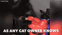Pussy Cat GIF