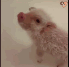 Piglet Bath GIF - Piglet Bath Tub GIFs