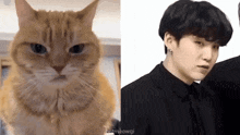 a cat is sitting next to a picture of a man in a suit .