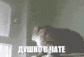 a cat is standing in front of a window in a room and looking out of it .