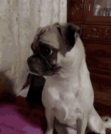 a pug dog is sitting in front of a curtain and a sign that says divyank.com