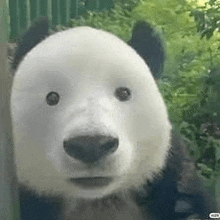 a panda bear is standing in front of a green fence and looking at the camera .
