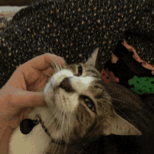 Chunky Cat GIF - Chunky Cat Cute GIFs