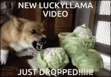 Luckyllama Luckyllama Youtube GIF - Luckyllama Llama Luckyllama Youtube GIFs