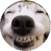 a close up of a dog 's face with its eyes closed and its teeth showing .