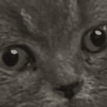 a close up of a cat 's eyes with a dark background