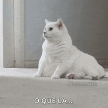 Cat Frustrated GIF - Cat Frustrated Seriously GIFs