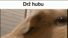 Držhubu Drz Hubu GIF - Držhubu Drz Hubu Guinea Pig GIFs
