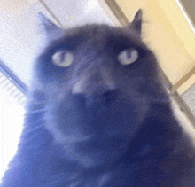 a close up of a black cat 's face looking up at the camera