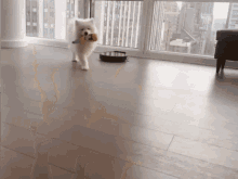 Party Time GIF - Party Time Pawty GIFs