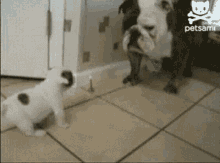 What Are You Looking At? GIF - Big Dog Scared GIFs