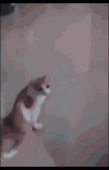 Cat Down Syndrome GIF - Cat Down Syndrome Wobbly Legs GIFs