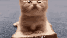 James The Cat GIF - James The Cat GIFs