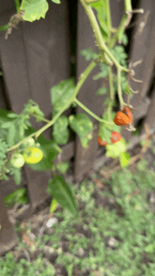 Cherry Tomatoes Garden GIF - Cherry Tomatoes Tomatoes Garden GIFs