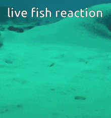 Fish Live Reaction GIF - Fish Live Reaction Reaction GIFs