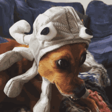Dog Cutedog GIF - Dog Cutedog Chihuahua GIFs