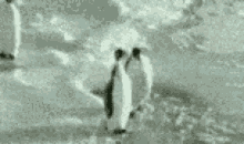 Slap Penguin GIF - Slap Penguin Push GIFs