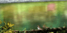 a blurred image of a pond with a few plants in it