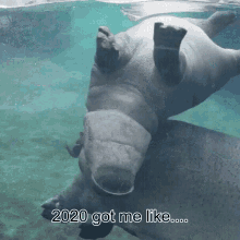 2020got Me Like Hippo GIF - 2020got Me Like Hippo Roll GIFs